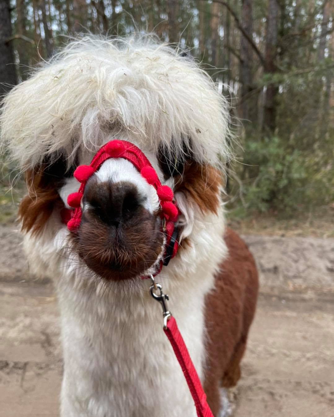 191184047_315449840162998_184444963393419387_n